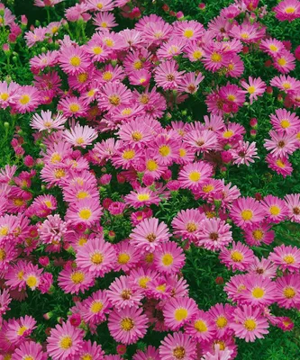 Produktbild von Kissen-Aster 30 cm, im Topf - Aster dumosus Granat