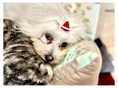 Produktbild von Hunde Haarspange Nikolaus Motivhaarschmuck 2 Stück
