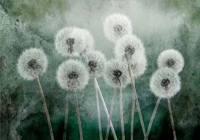 Produktbild von Vlies Fototapete PusteBlumen 450x315 cm Tapeten Wandtapete XXL Blumen wie gemalt Natur Botanik b-C-0848-a-a
