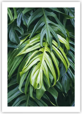 Produktbild von Poster - Poster ohne Rahmen - Blume Natur - 50x70 cm - Wand Bild - Wanddeko - Wandbilder - Kunstposter - Wandposter - Bilder - Kunstdruck - Wanddekoration - Wandbild - P2XPA50x70-3951