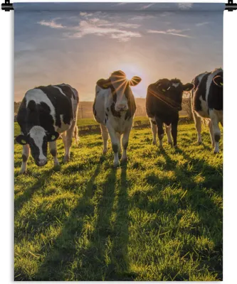 Produktbild von MuchoWow® Wandteppich Wandbehang Kühe - Sonne - Gras - Tiere - Bauernhof 90x120 cm Tapisserie Dekoration Wandtuch - Wanddeko