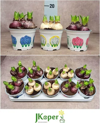 Obrázek produktu pro Hiacinth Gem Mix – Hyacinthus orientalis – 12 cm – 3 cibulky v květináči – 10 rostlin