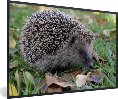 Produktbild von MuchoWow® Gerahmtes Poster Igel im Gras 90x60 cm - Poster mit Schwarzem Bilderrahmen Wandposter Rahmen Foto Bilder - Fotorahmen - Foto-Plakat