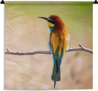 Produktbild von MuchoWow® Wandteppich Wandbehang Vögel - Bienenfresser - Tiere 90x90 cm Tapisserie Dekoration Wandtuch - Wandaufhänger