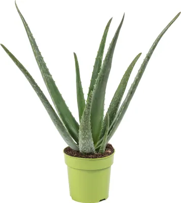 A potted aloe vera plant against a white background.