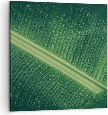 Produktbild von Bild auf Leinwand - Leinwandbild - Einteilig - Makro Blatt Tropfen - 50x50cm - Wand Bild - Wanddeko - Wandbilder - Leinwanddruck - Bilder - Wanddekoration - Leinwand bilder - Wandbild - AC50x50-4372