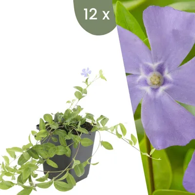 Produktbild von Plants by Frank | 12 Immergrün Pflanzen | Vinca Minor | Bodendecker | Winterhart | Gartenpflanzen