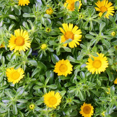 Produktbild von Goldtaler - Dukatenblume - Asteriscus maritimus - 11cm Topf - Set mit 3 Pflanzen