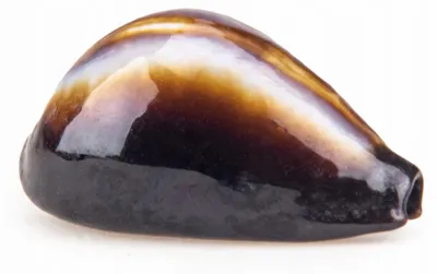 Produktbild von Aquarium Deko Muschel Cyprea Naturdeko für Zierfische und Buntbarsche, ca. 3 cm, natürliche Dekoration für Süßwasserbecken