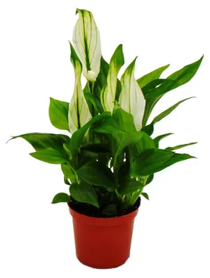 Produktbild von Mini-Spathiphyllum - Mini-Einblatt - 7cm Topf - Zimmerpflanze