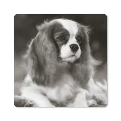 Produktbild von MuchoWow® Mauspad Mousepad Schwarz-Weiß-Foto eines Cavalier King Charles Spaniels 30x30 cm - Mousepads - Maus Mat - Pad - Mausunterlage - Gaming