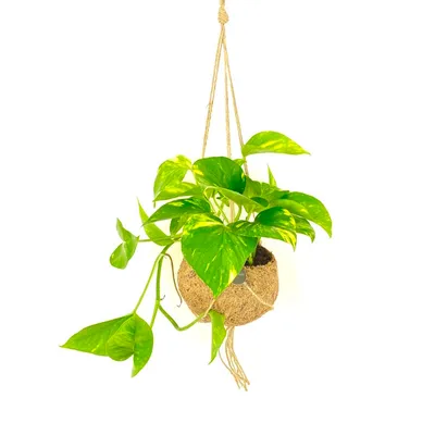 Obrázok produktu pre Kokodama Epipremnum aureum (L)