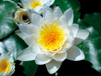 Produktbild von Blumen Kunstdruck Bild - Weiße Seerose Blüte (60 x 80 cm)