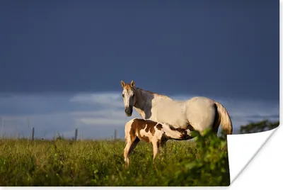 Produktbild von MuchoWow® Poster Pferde - Gras - Fohlen 120x80 cm - Bilder