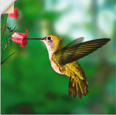 Produktbild von ARTland Wandbild, selbstklebend Kolibri Größe: 40x40 cm