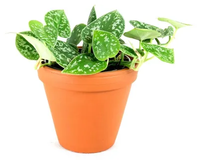 Obrázok produktu pre Gardners Scindapsus pictus Argyraeus, priemer 12 cm