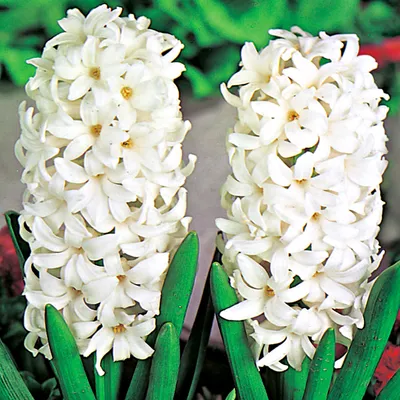 Produktbild von Hyazinthe Blumenzwiebeln Zwiebeln Blumen Hyacinthus weiss 14/15 3 St.