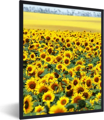 Produktbild von MuchoWow® Gerahmtes Poster Sonnenblume - Blumen - Natur 60x80 cm - Poster mit Schwarzem Bilderrahmen Wandposter Rahmen Foto Bilder - Premium - Wanddeko Wohnzimmer