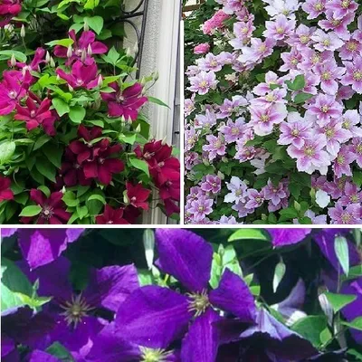 A collage of three different clematis flower images.