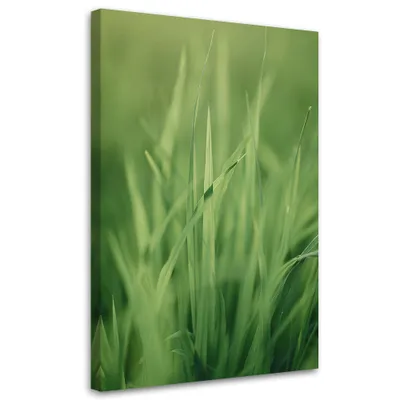 Image de Toile « Brin d'herbe » 80 x 120 Feeby Vert Image pour le mur, prête à être accrochée