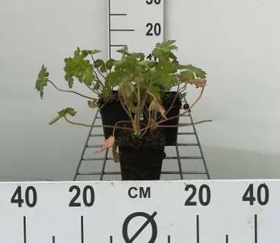 Image de 6 x Geranium macr. 'Spessart' - Bec de cigogne - pot 9 x 9 cm