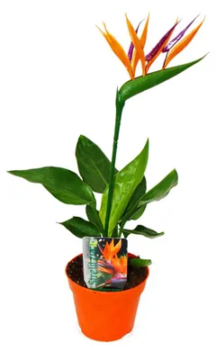 Zdjęcie produktu dla Strelitzia – rajka – doniczka 12 cm – ze SZTUCZNYM kwiatem