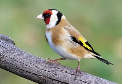Produktbild von 3 D Ansichtskarte Stieglitz, Postkarte Wackelkarte Hologrammkarte Tiere Tier Vogel Gartenvogel