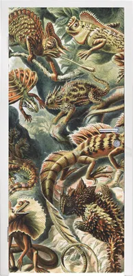 Obrázek produktu pro MuchoWow® Plakát na dveře - Vintage - Umění - Ernst Haeckel - Salamandři - Zvířata - 215x80 cm - Samolepicí fólie na dveře