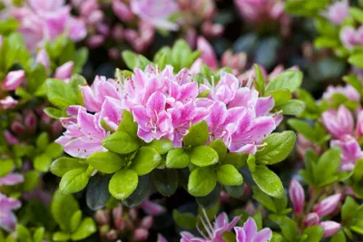 Produktbild von Rhododendron obtusum 'Rokoko', Azalee, rosa Blüten, 30–40 cm