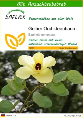 Produktbild von SAFLAX - Gelber Orchideenbaum - Bauhinia tomentosa - 30 Samen - Mit keimfreiem Anzuchtsubstrat