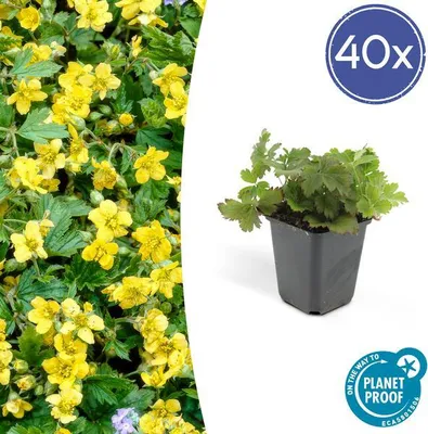 Produktbild von Trendyplants - Waldsteinia ternata - 40 Stück - Gold-Erdbeere - Winterhart - Höhe 10-25cm - Topfgröße Ø9cm