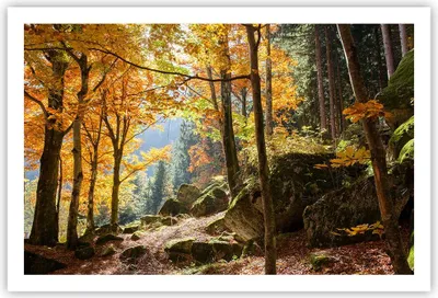 Produktbild von Poster - Poster ohne Rahmen - Herbst berg wald natur - 91,5x61 cm - Wand Bild - Wanddeko - Wandbilder - Kunstposter - Wandposter - Bilder - Kunstdruck - Wanddekoration - Wandbild - P2XAA91x61-2713