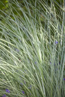 Produktbild von Miscanthus sinensis 'Morning Light', Chinaschilf, ca. 11x11 cm Topf