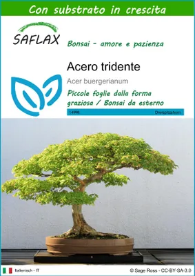 Immagine prodotto di SAFLAX  - Acero tridente - 30 semi - Con substrato - Acer