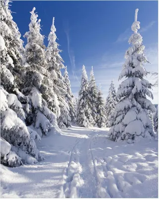 Produktbild von Wallario Poster - Wanderweg im Schnee, Kunstdruck Größe: 40 x 50 cm