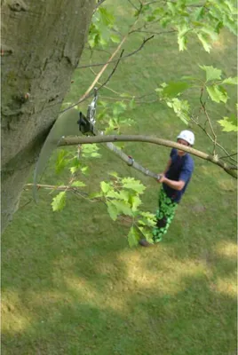 A person is using a telescopic saw to cut a branch from a tree.