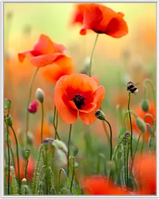 Produktbild von Wallario Wandbild Mohnblumenblüten, Größe: 40,30 x 50,30 cm, Poster mit weißem Aluminiumrahmen