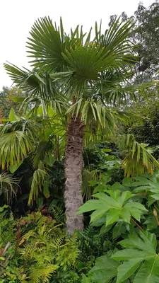 Image de Trachycarpus fortunei / Palmier de Chine