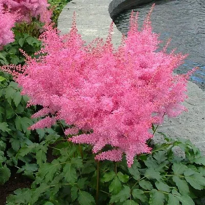 Produktbild von 1 x Astilbe arendsii 'Astary Rose' (Winterhart/Stauden) Prachtspiere - Stauden Gänge