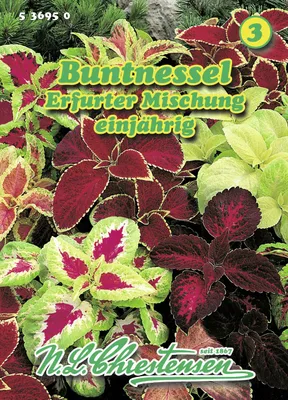 Produktbild von Buntnessel Erfurter Mischung | Blumensamenmischung von N.L. Chrestensen