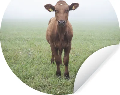 Produktbild von MuchoWow® Runde Wandtattoo - Wandsticker Tapete Aufkleber Kuh - Nebel - Gras Ø 100 cm Selbstklebend und Repositionierbar - Wandaufkleber - Kreis - Tapetenkreis - Wandbild rund - Schlafzimmerdekoration - Wanddeko - runde Tapete - Kunst für zu Hause
