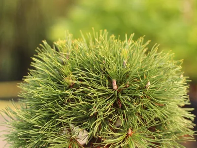 Image de Pin de montagne Pinus mugo Varella 40 - 50 cm sur le tronc greffé en hauteur