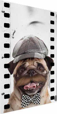 Produktbild von Posterpapier Poster - Pug in a Hat 29.7x42 cm Für Kinder g-A-0160-ao-a