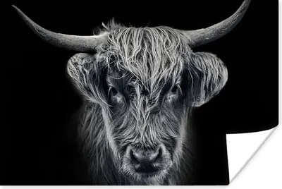 Produktbild von MuchoWow® Poster Schottischer Highlander - Schwarz - Kuh - Tiere 60x40 cm - Schlafzimmerdekoration