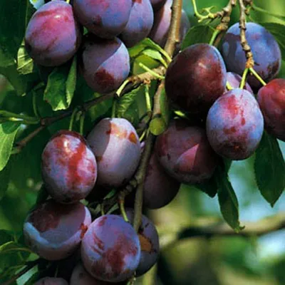 A close-up view of several ripe plums hanging from a tree branch, with green leaves visible.