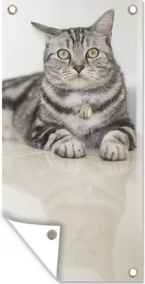 Produktbild von MuchoWow® 40x80 cm Outdoor-Poster Gartendeko Sichtschutz Garten Poster für den Garten  Katze - Grau - Tier - Mädchen - Kinder - Jungen - Kind
