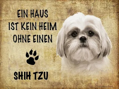 Produktbild von vianmo Holzschild 30x40 cm Shih Tzu Hund