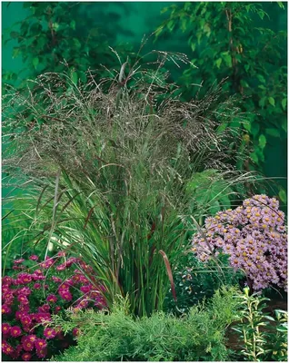 Produktbild von Stauden Gänge 1 x Panicum virgatum 'Warrior' im 1 Liter Topf - Rutenhirse - Natürliche Standfestigkeit mit beeindruckendem Flair