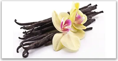 Imagen del producto de Imágenes decorativas de vidrio, 120x60 cm, impresión sobre vidrio, motivos de flores y plantas