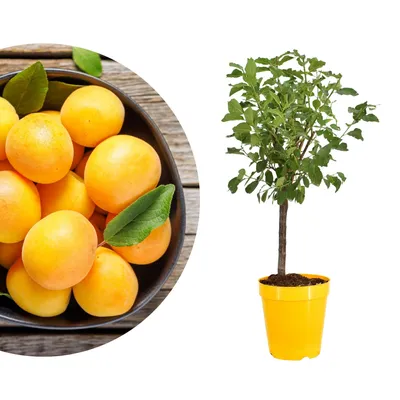 Produktbild von Meine Orangerie - Zwergobst Stämmchen Pflaume - gelbe Zwergpflaume - Höhe inkl. Topf ca. 80-90cm - winterharter Pflaumenbaum